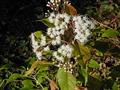 Eupatorium Ligustrinum